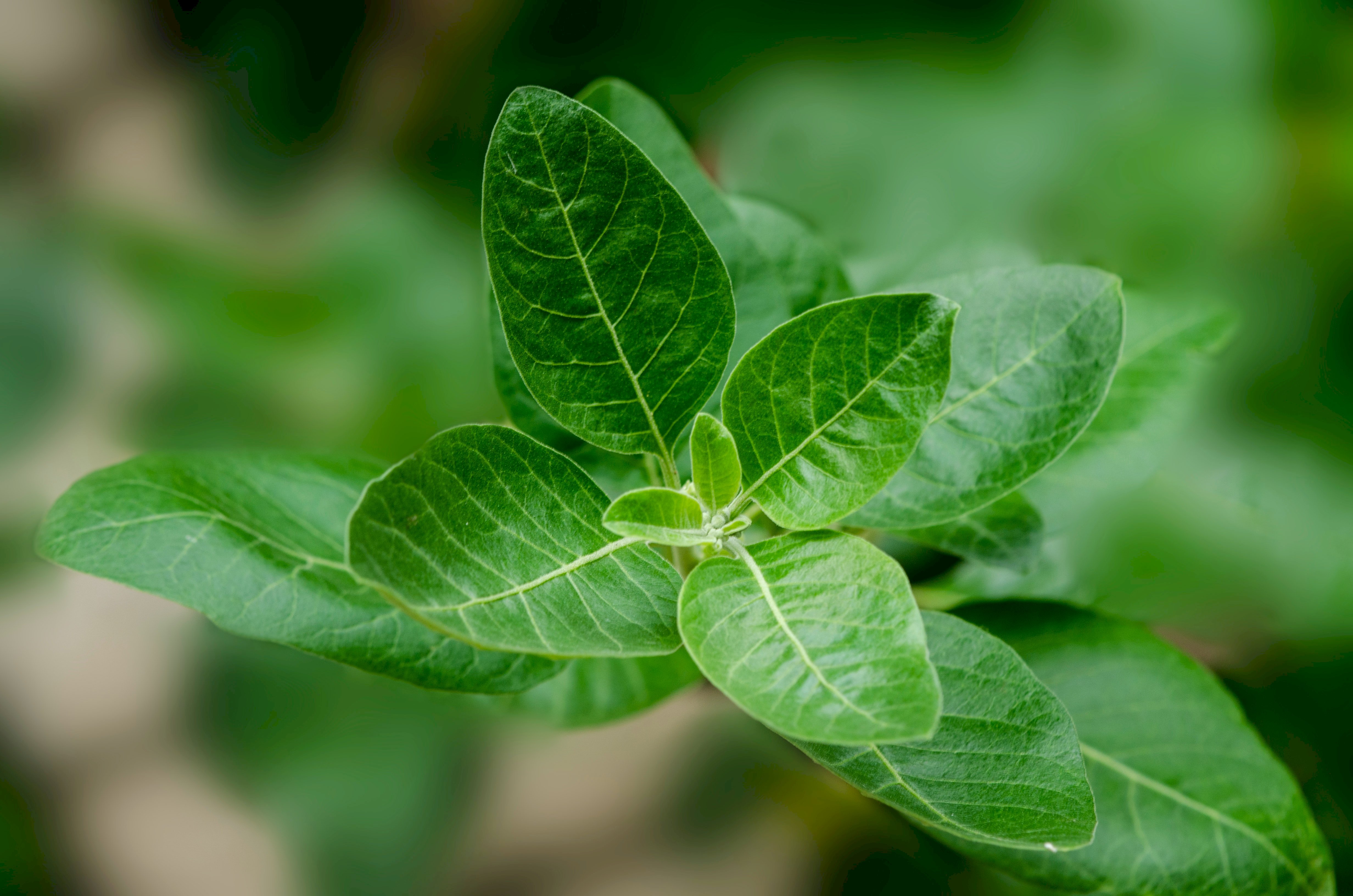 Ashwagandha – čo to je, ako funguje a na čo pomáha? | Herbalus