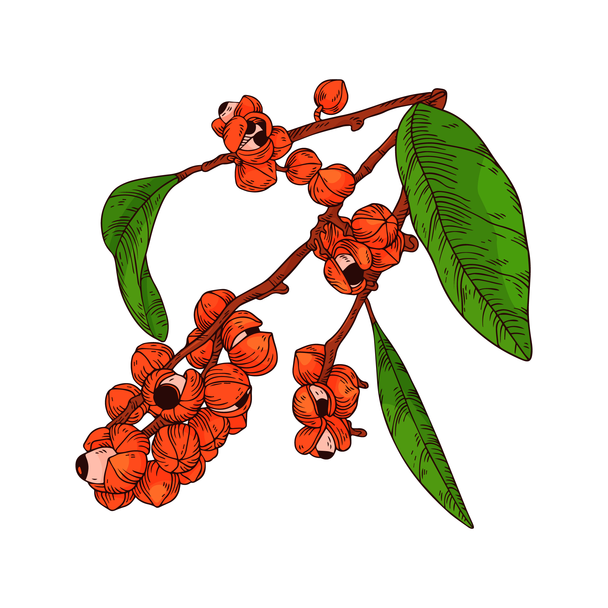 guarana