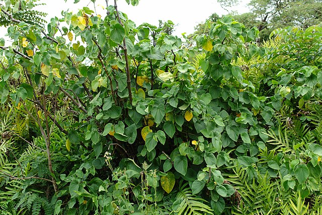 kava kava (pepřovník opojný)