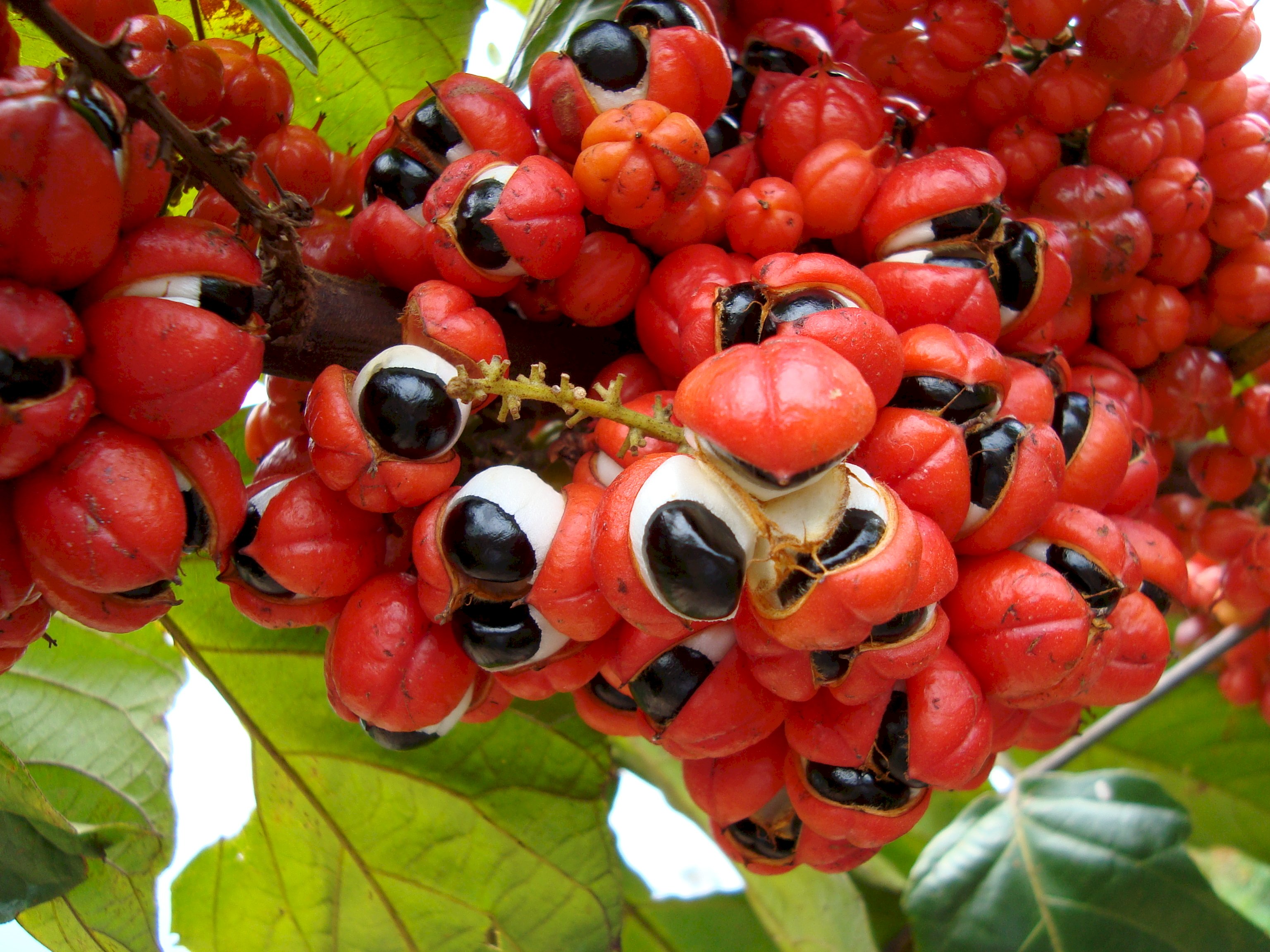 Guarana – čo to je a aké má účinky?