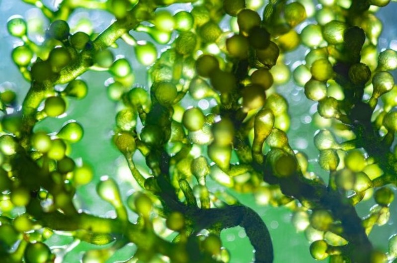 chlorella řasa