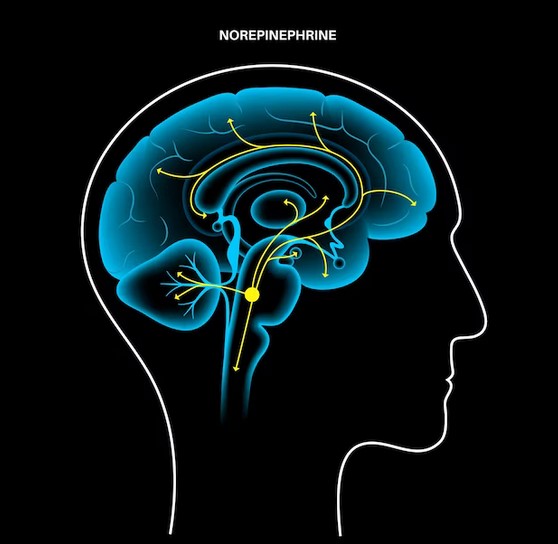 mozog a noradrenalín