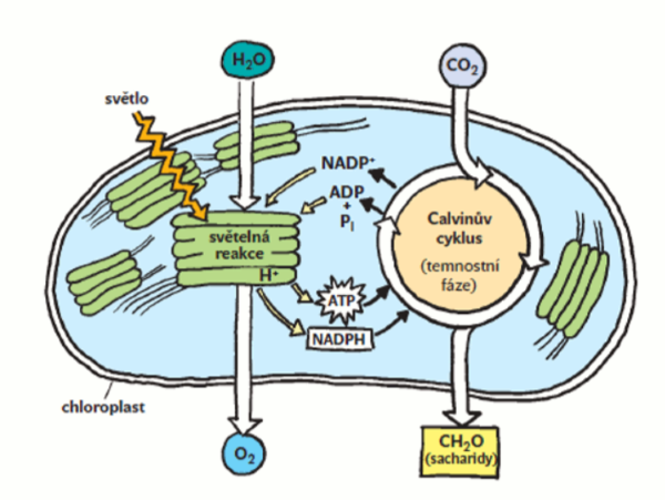 Calvinův cyklus 