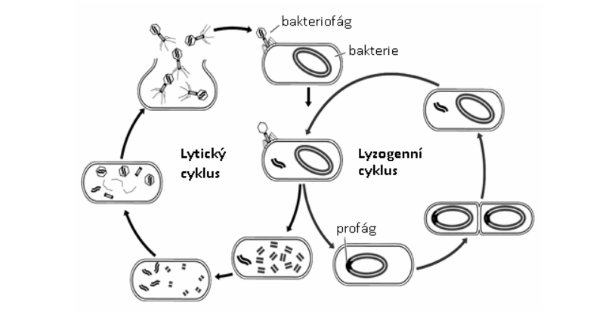 vírusový cyklus
