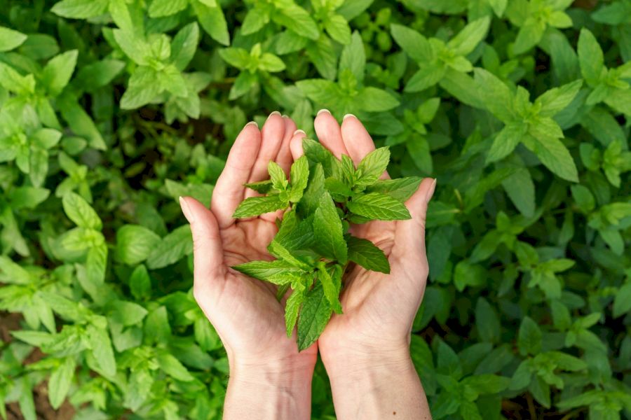 Máta - aromatická rostlina s léčebnými účinky 