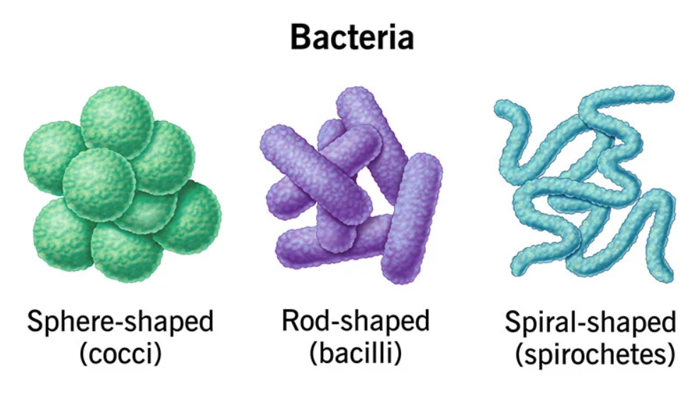 baktérie tvary