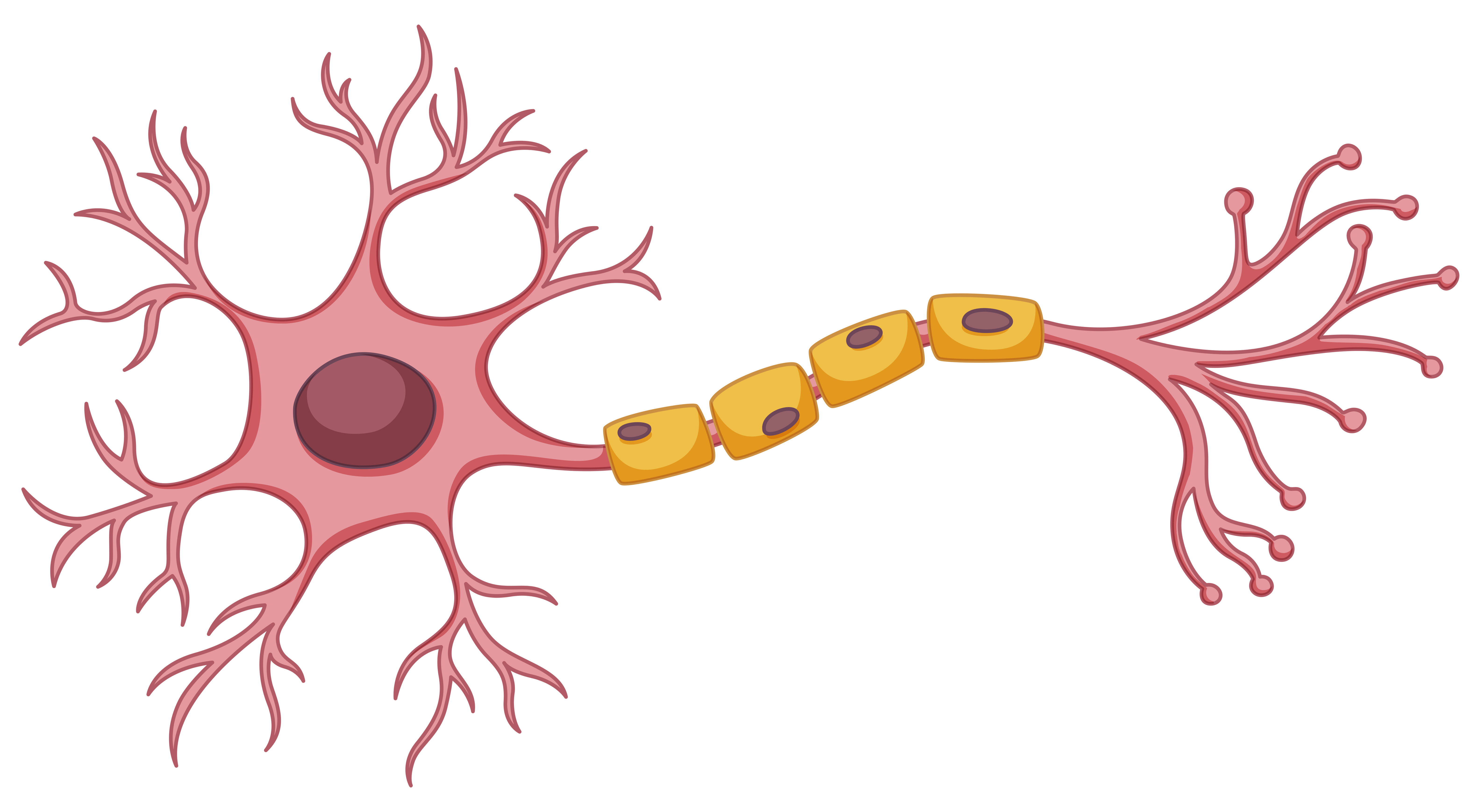 neuron