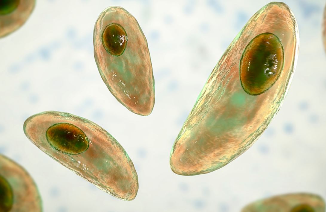 toxoplasma gondii