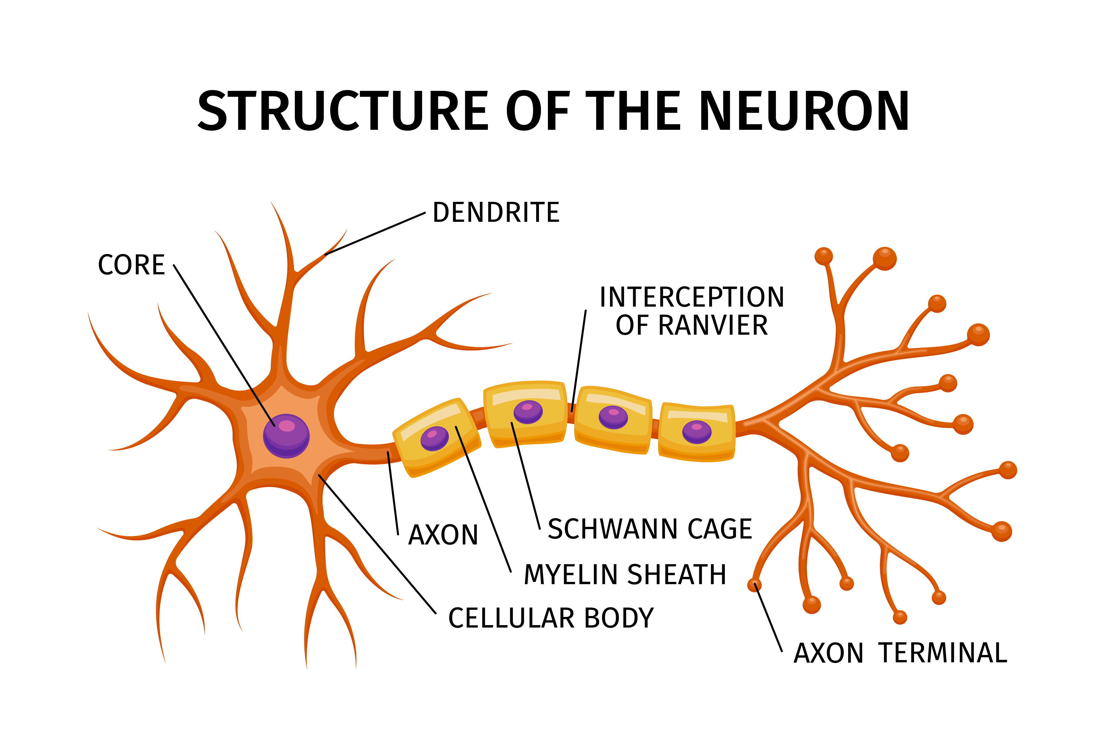 neurón