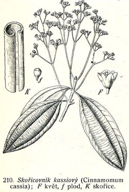 skořicovník kassiový
