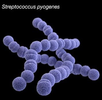 streptococcus