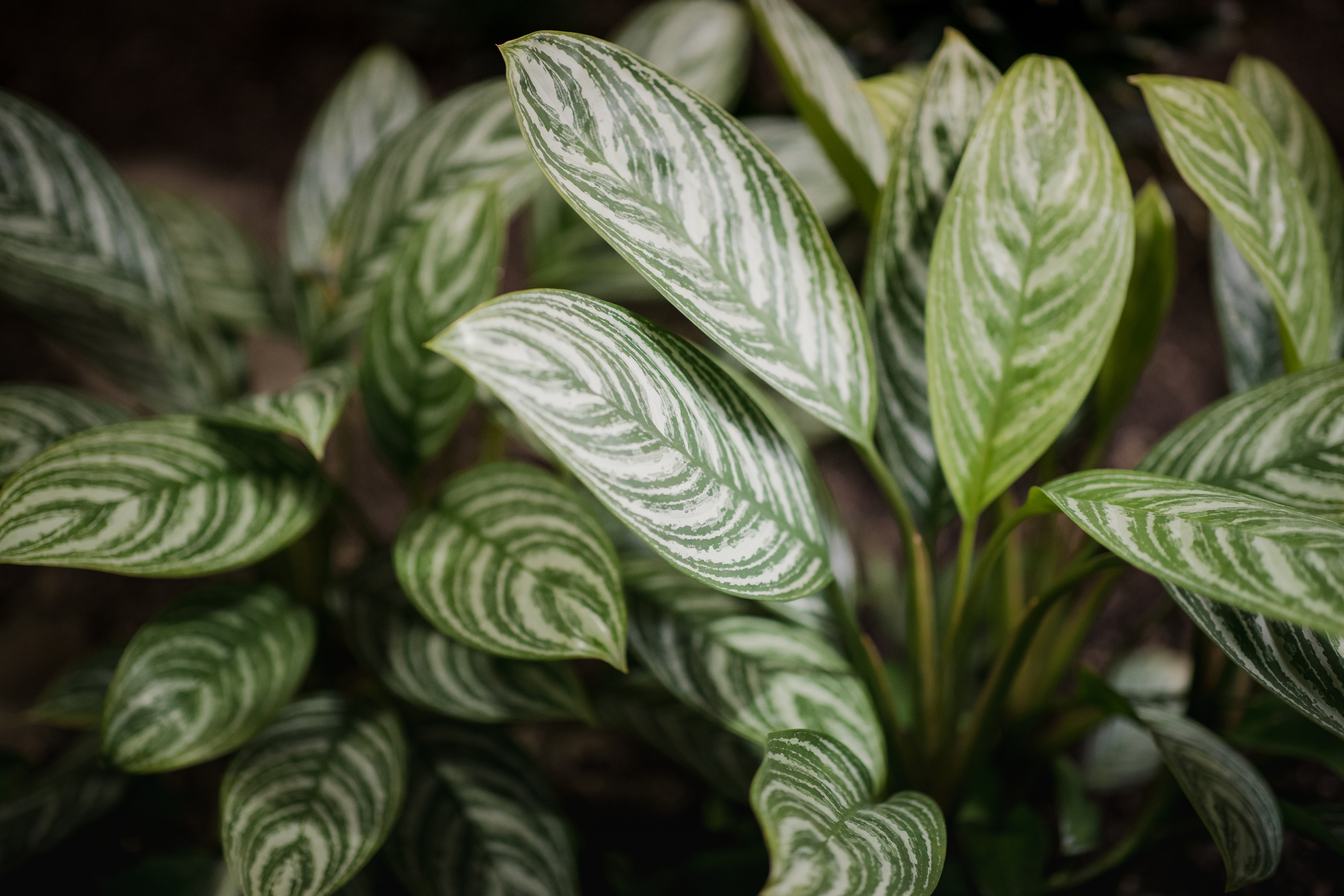 Dieffenbachia 