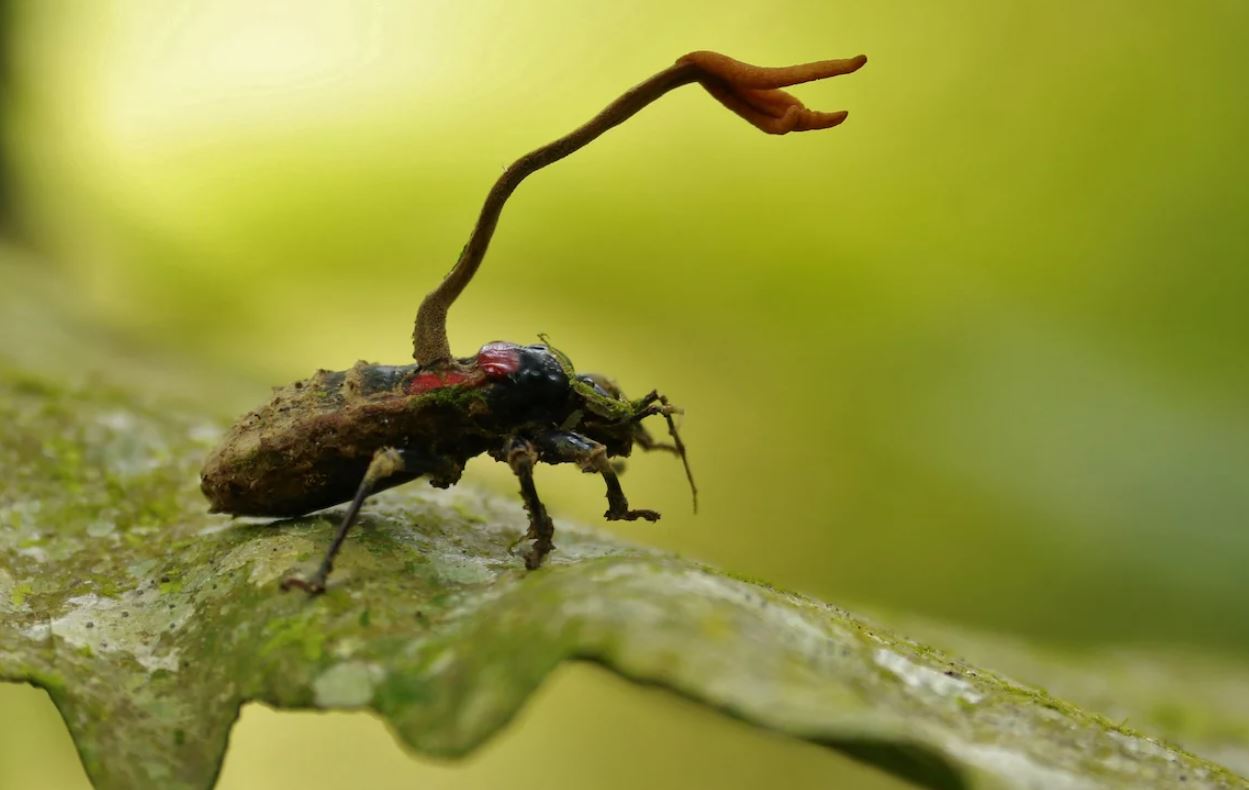 cordyceps