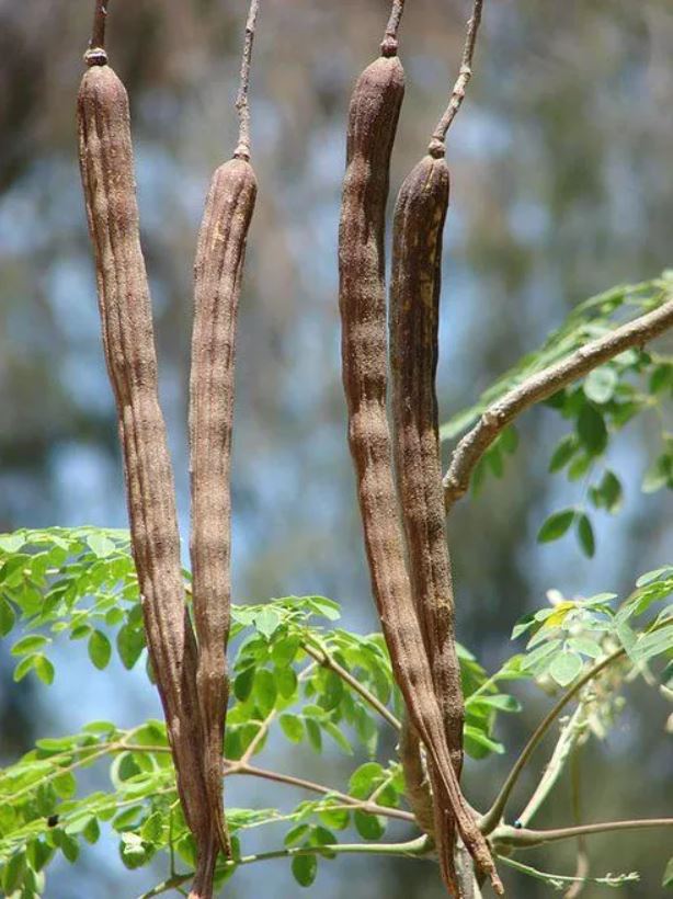 moringa tobolky