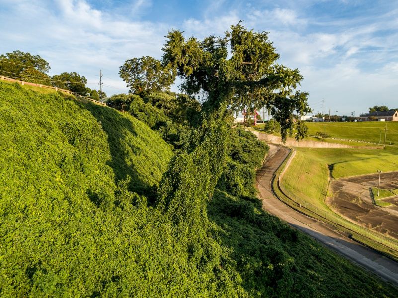 Kudzu – benefity, rizika a dávkování