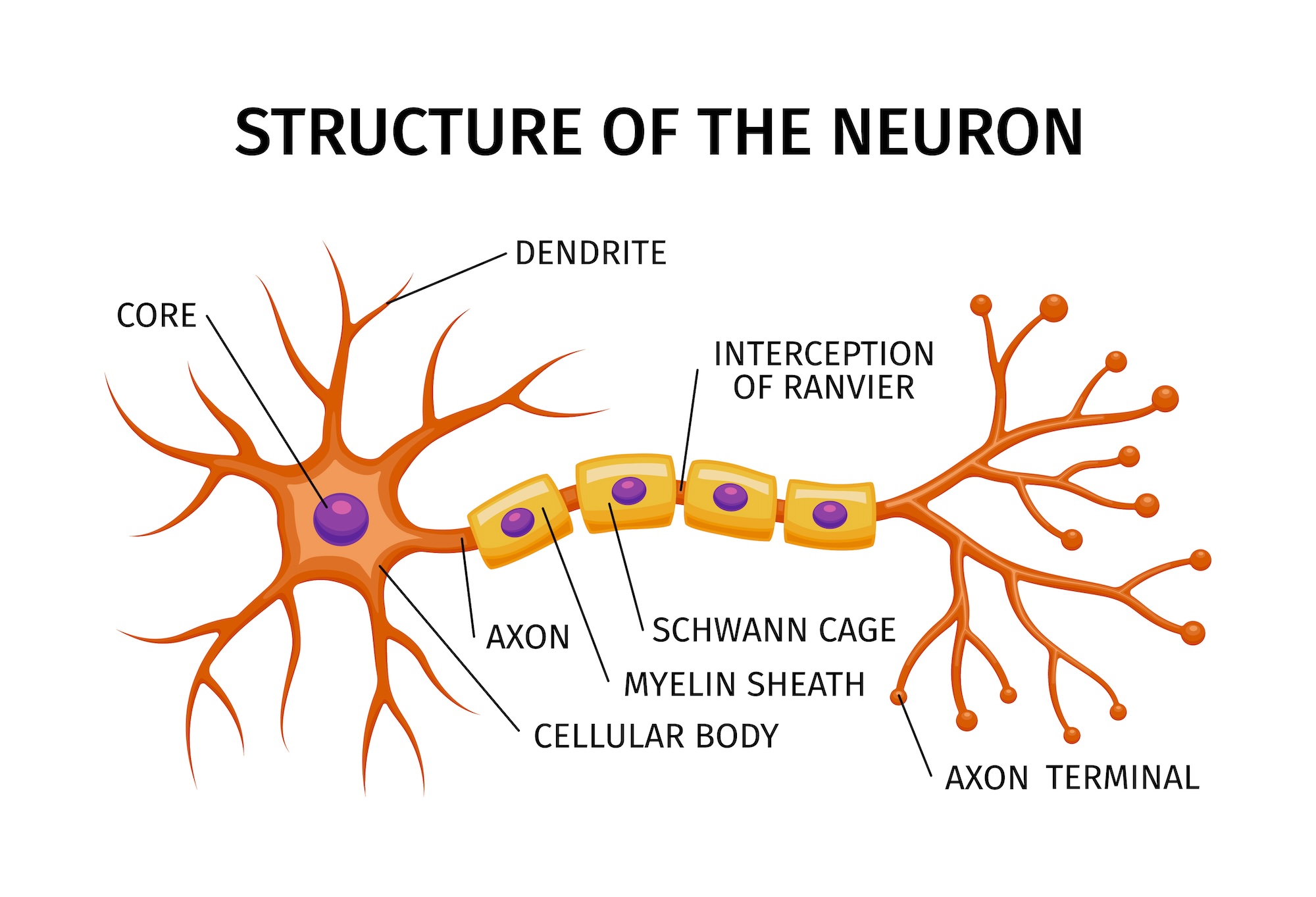 neurony