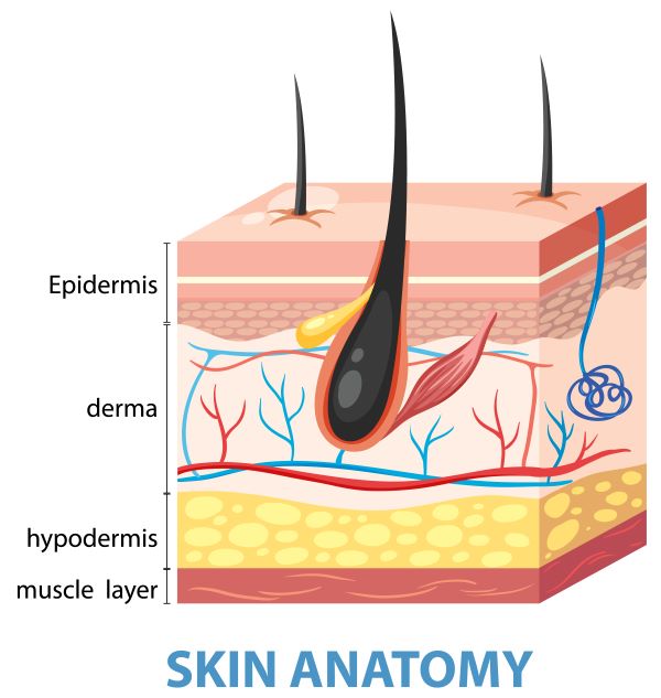 Anatomie kůže