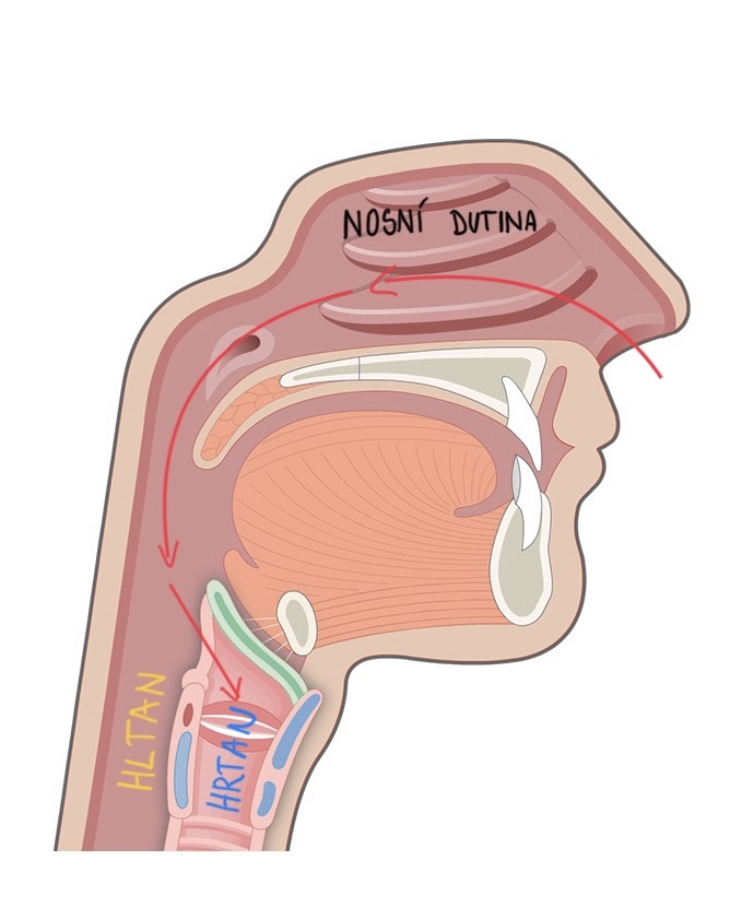 pharynx,larynx