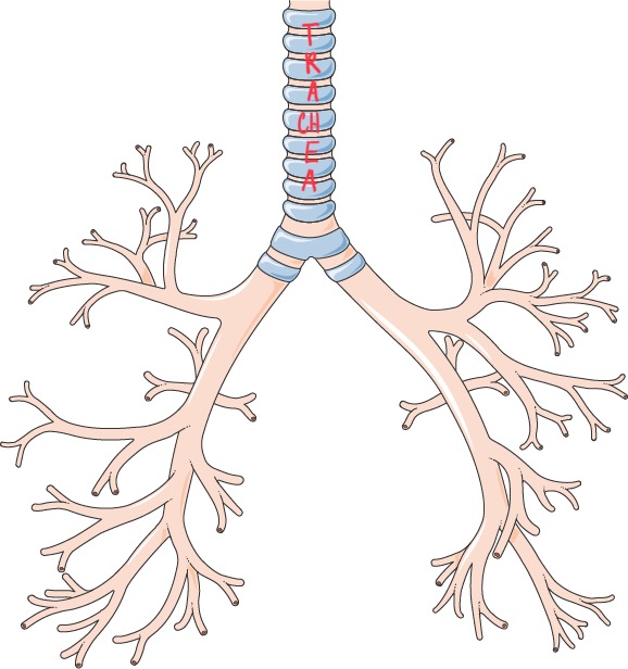 trachea