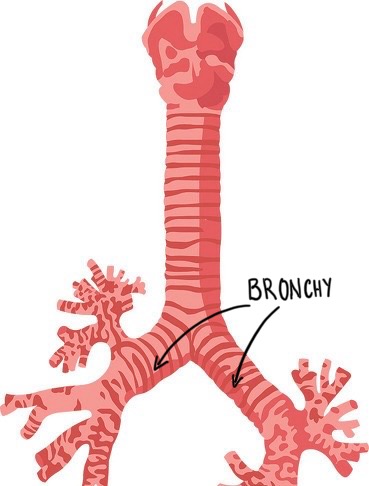 bronchy