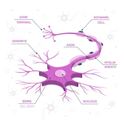 Neuron