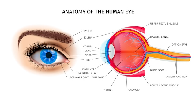 anatomie oka